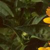 Zinnia 'Golddust Pinwheel', flowers
