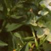 Zinnia 'Golddust Pinwheel', flowers