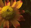 Zinnia 'Golddust Pinwheel', flowers