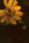 Zinnia 'Golddust Pinwheel', flowers