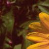 Zinnia 'Golddust Pinwheel', flowers