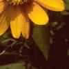 Zinnia 'Golddust Pinwheel', flowers