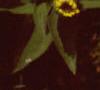 Zinnia 'Golddust Pinwheel', flowers