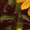 Zinnia 'Golddust Pinwheel', flowers