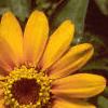 Zinnia 'Golddust Pinwheel', flowers