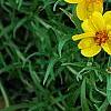 Zinnia grandiflora, habit