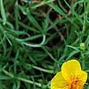 Zinnia grandiflora, habit