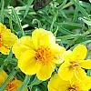 Zinnia grandiflora, habit