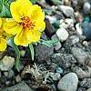 Zinnia grandiflora, habit