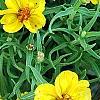 Zinnia grandiflora, flowers