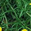 Zinnia grandiflora, flowers