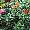 Zinnia spp., habit