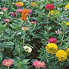 Zinnia spp., habit