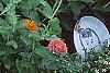 Zinnia spp., habit