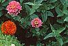 Zinnia spp., habit
