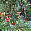 Zinnia spp., habit