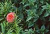 Zinnia spp., habit