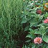 Zinnia spp., habit