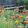 Zinnia spp., habit