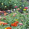 Zinnia spp., habit