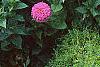 Zinnia spp., habit