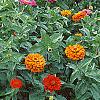Zinnia spp., habit