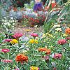 Zinnia spp., habit