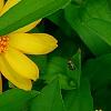 Zinnia 'Profusion Yellow', flowers