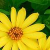 Zinnia 'Profusion Yellow', flowers
