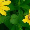 Zinnia 'Profusion Yellow', flowers