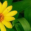 Zinnia 'Profusion Yellow', flowers
