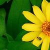 Zinnia 'Profusion Yellow', flowers