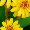 Zinnia 'Profusion Yellow', flowers