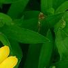 Zinnia 'Profusion Yellow', flowers