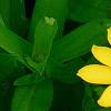 Zinnia 'Profusion Yellow', flowers
