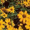 Zinnia 'Star Gold', flowers