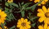 Zinnia 'Star Gold', flowers