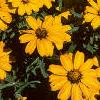 Zinnia 'Star Gold', flowers