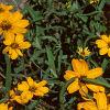 Zinnia 'Star Gold', flowers