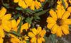 Zinnia 'Star Gold', flowers