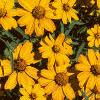 Zinnia 'Star Gold', flowers