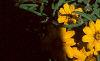 Zinnia 'Star Gold', flowers