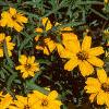 Zinnia 'Star Gold', flowers
