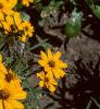 Zinnia 'Star Gold', flowers