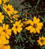 Zinnia 'Star Gold', flowers