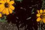Zinnia 'Star Gold', flowers
