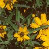 Zinnia 'Star Gold', flowers