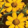 Zinnia 'Star Gold', flowers