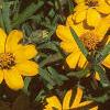 Zinnia 'Star Gold', flowers