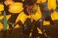 Zinnia 'Star Gold', flowers